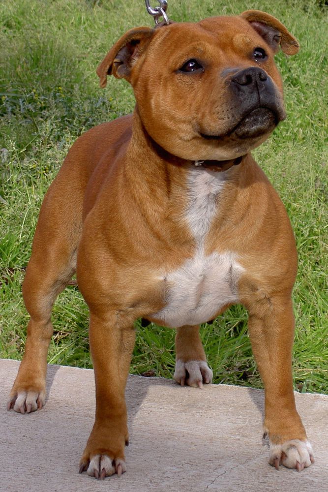 main 1200Px Staffie