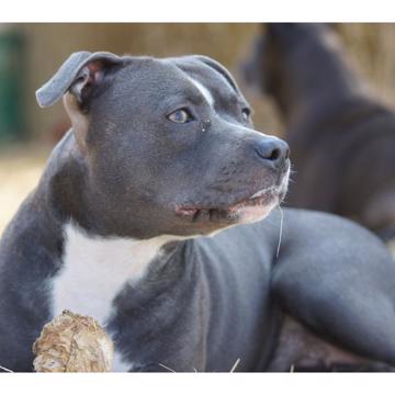 Staffordshire Bull Terrier Svea Staffordshire Bull Terrier Svea